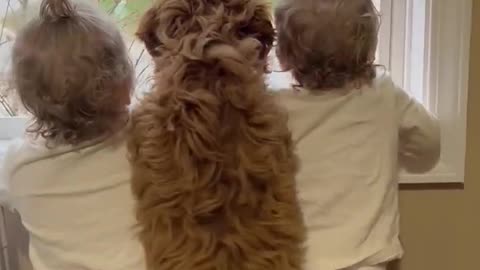 Twin Sisters and Puppy Wait for Big Brother to Come Home