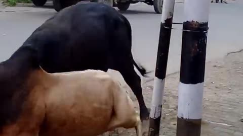 Bulls fighter to each other very deadly