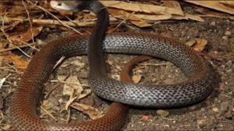 venomous snakes that humans need to know about