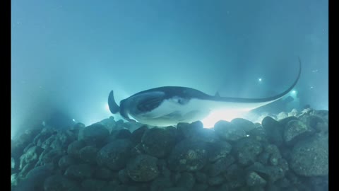 Mantas in Kona, Hawaii