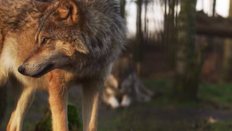 Cute animals, the most beautiful wolves of the season