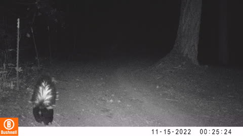Just a Skunk Passing Through