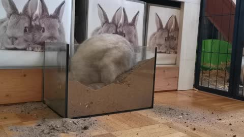 cut rabbit digging the sand