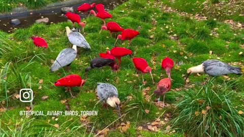 Feeding Ibis Birds in Large Aviary | @copenhagenzoo