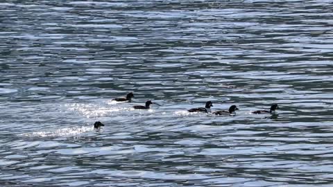 Barrow's Goldeneye Sea Duck