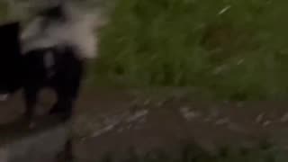 Our Dog Wanted to Make Friends with Momma Skunk