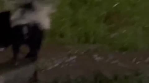 Our Dog Wanted to Make Friends with Momma Skunk