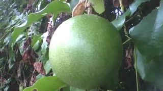 Fruto do maracujá ainda verde entre as folhas no jardim botânico [Nature & Animals]