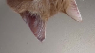 Cat brushes his own face