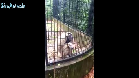 FUN WITH MONKEYS, FUN WITH ANIMALS | FUNNY MONKEYS, FUN WITH ANIMALS