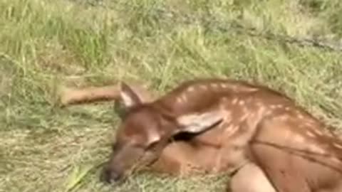 Saving a Baby Elk