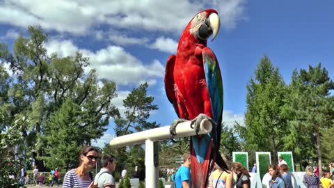 a pair of macaw parrot