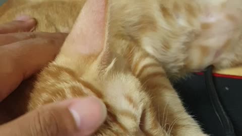 He's petting a cute cat's head
