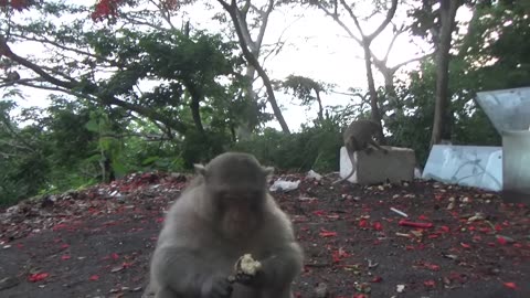 Monkeys React Angry React With Cameraman When Being Filmed | Viral Mon....