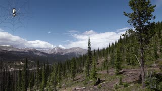 Drone Flying Over Pines at Eleven Thousand Feet Monarch Colorado 4K