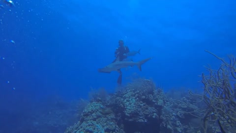 Sharks, Blacktips, Scuba Diving Half Moon Caye, Belize