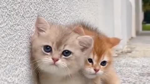 Cats video | Cute cats 😍 | funny cats 😅 | 2023 new cats video