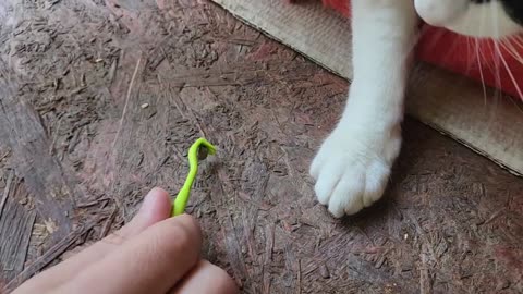How to remove ticks from the cat I Part 6 - Muzzy did it again