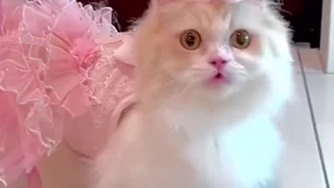 Cat Like princess || Cat in pink dress 🐈