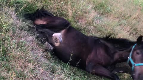 Lazy Horse Just Wants to Lie Down