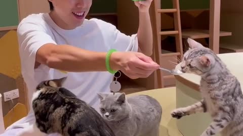 FEEDING HUNGRY CATS