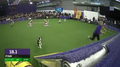 P!nk the border collie wins back-to-back titles at the 2019 WKC Masters Agility | FOX SPORTS