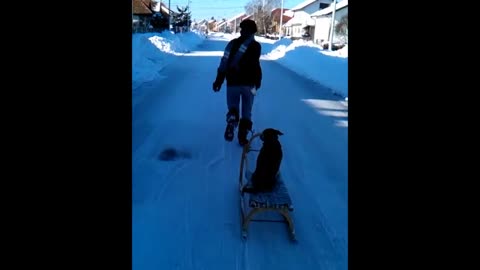 Dog enjoys sleigh ride