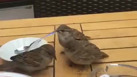 In a rare shot: a bird bent its children in an upscale restaurant, something amazing