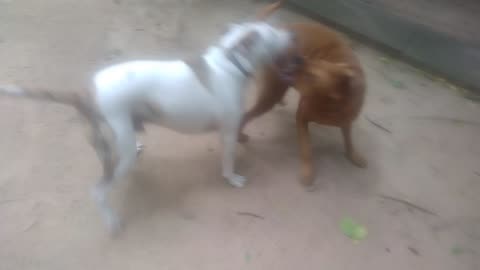 Paris Texas Dogs Play Fighting 8/6/23