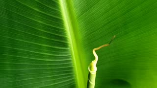 Growing Banana Plant indoor