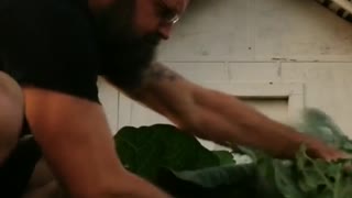 Harvest Cabbage