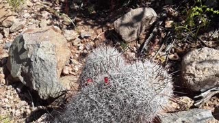 Fountain Hills Arizona and a nice Botanical Garden walk. Col 1:16 4/3/23