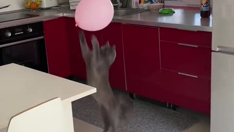 Cute cat dancing video