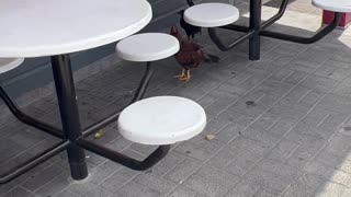 Roosters Gather Outside KFC for Revolt