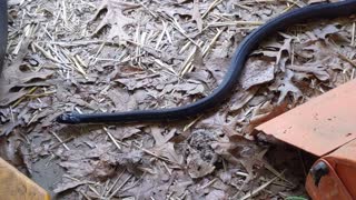 Beautiful snake lives under my Husbands mower.