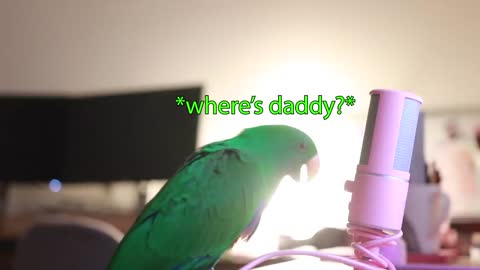 Get in and watch this cute smart bird(Part 3)
