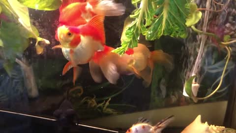 My beautiful Fancy Goldfish