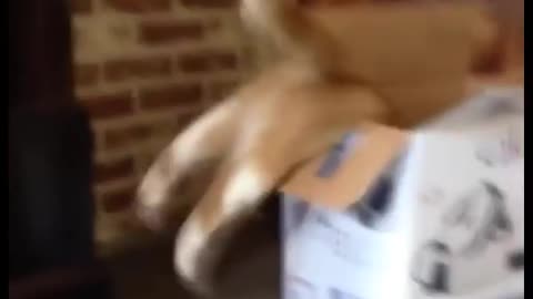 When a Cat Wants to Get in the Cardboard l Funniest Animals Videos