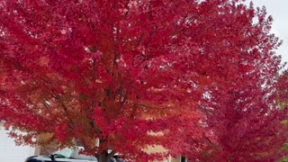 Autumn vibes in Toronto