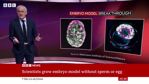 Scientists grow whole model of human embryo, without sperm or egg - BBC News