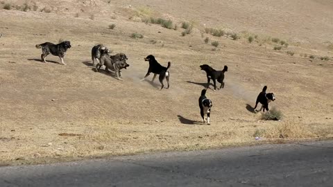 A fight between Tajik shepherd dogs
