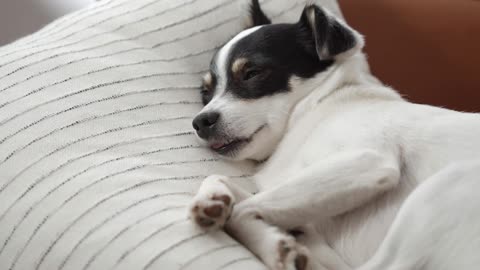 A Cute Dog Sleeping