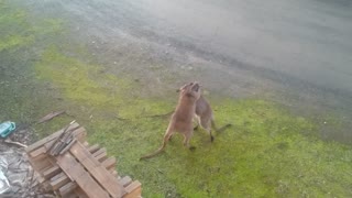 Male Wallabies Fighting In Backyard