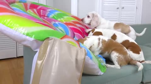 Dogs vs Giant Lollipop Prank Funny Dogs Maymo, Potpie & Indie Get Biggest Lollipop in the WORLD