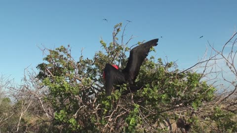 Frégate superbe (Fregata m. magnificens) Magnificent Frigatebird