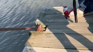 Kid Screams Trying to Catch Fish Out of Water