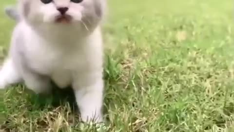 Cute Cat Video<<<Beauti baby cat videos<<<