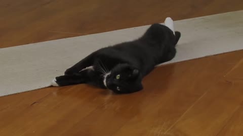 Cute cat doing yoga || dont miss || cant stop laugh 🤣