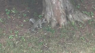 Getting Squirrely