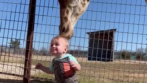 Curious Giraffe Gives Kiddo Kisses